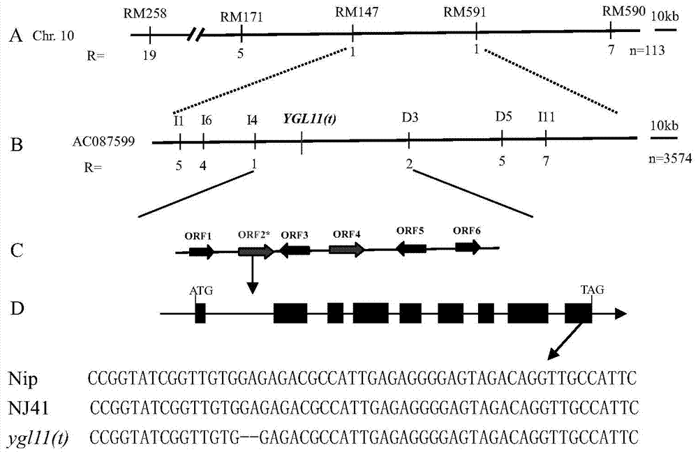 Rice yellow-green leaf related protein as well as encoding gene and application of rice yellow-green leaf related protein