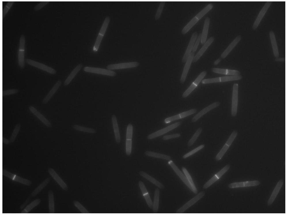 Application of n-acetylglucosamine in promoting the development of blastospores of Cordyceps sinensis and the formation of mycelium