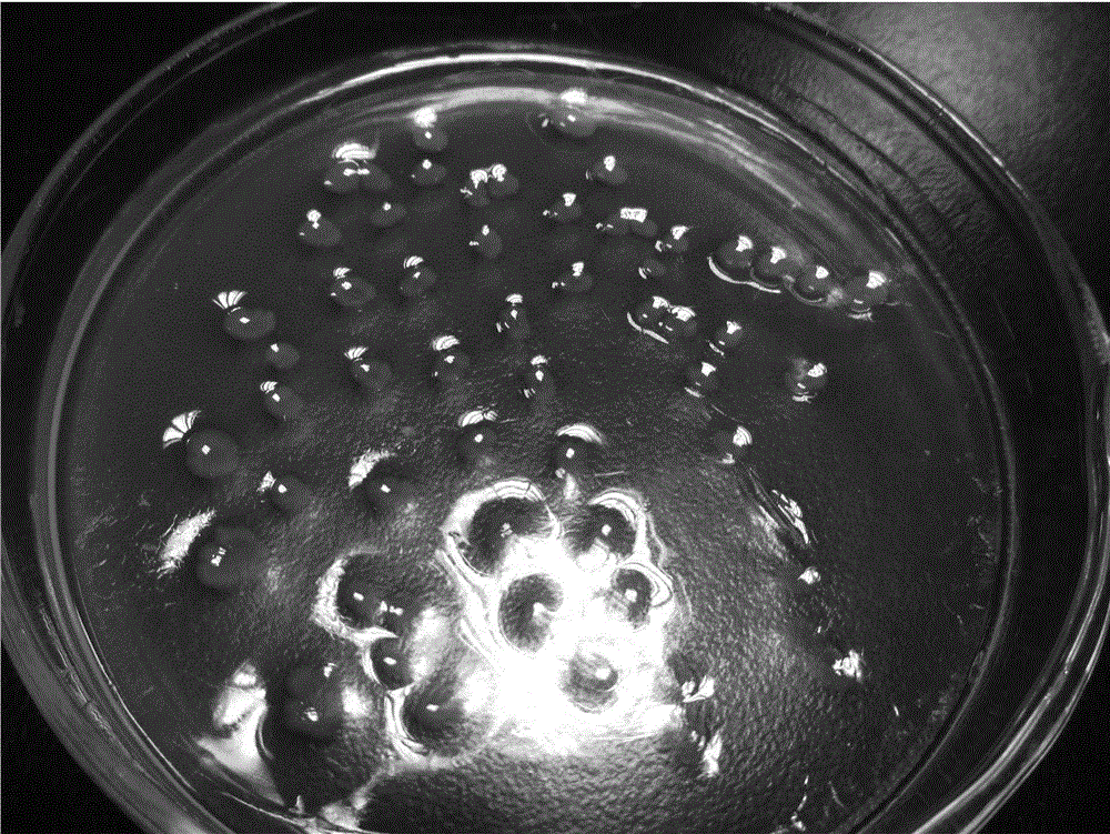 Culture medium for producing carrageenase by using pseudoalteromonas fermentation and fermentation method