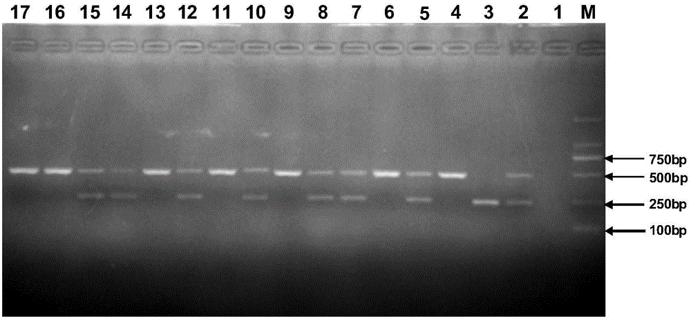 Duplex PCR (polymerase chain reaction) primer and method for identifying tomato chlorosis viruses and tomato yellow leaf curl viruses