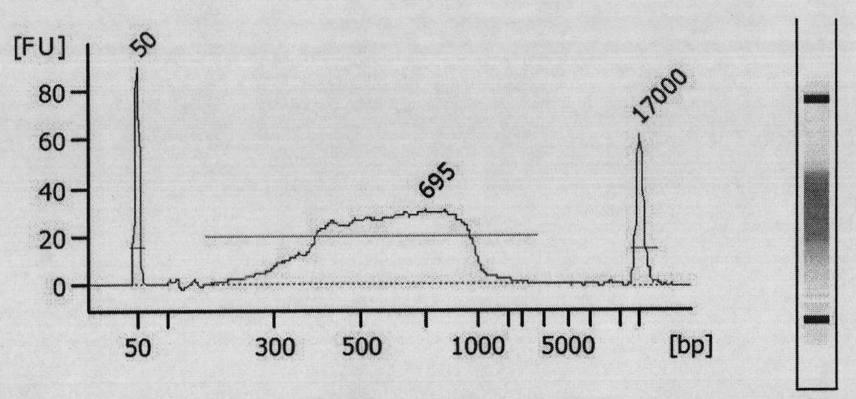 DNA (deoxyribonucleic acid) library and preparation method thereof as well as method and device for detecting single nucleotide polymorphisms (SNPs)