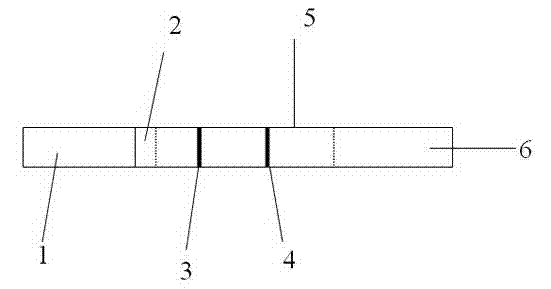 Colloidal gold test strip for semi-quantitative detection of progesterone and preparation method thereof