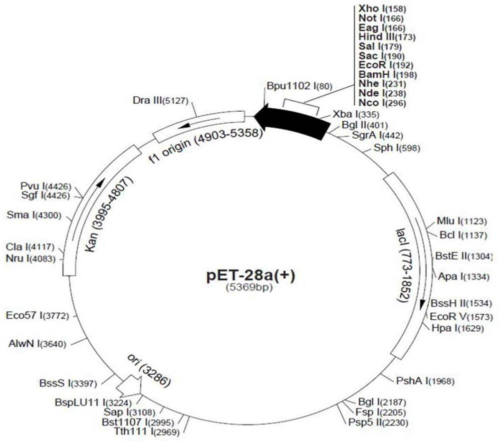 sj12 polypeptide and its application in the preparation of anticoagulant drugs