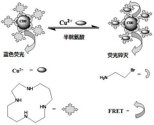 Carbon quantum dot sensor with copper ion and cysteine recognition functions, preparation method and application thereof