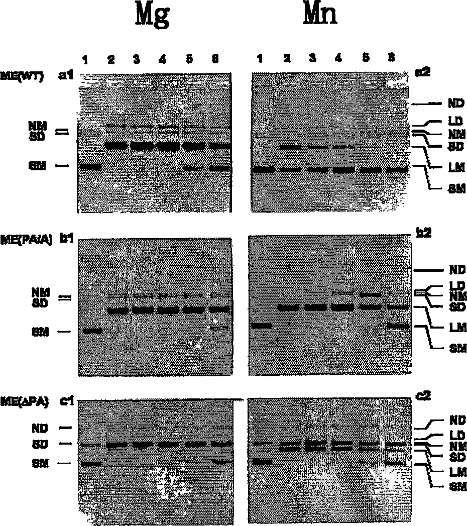 Modificatory DNA incision enzyme and its application method