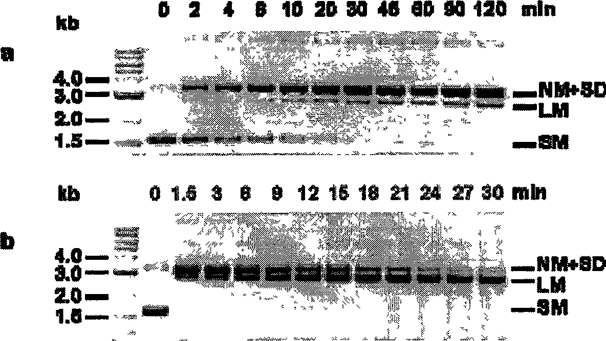 Modificatory DNA incision enzyme and its application method