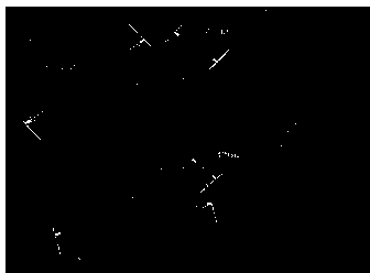 Preparation method of purple perilla seed oil microcapsule