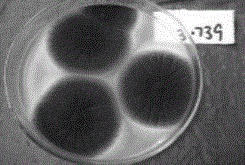 Novel Aspergillus niger strain and application thereof