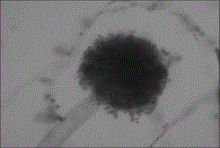 Novel Aspergillus niger strain and application thereof