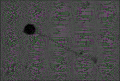 Novel Aspergillus niger strain and application thereof