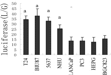 High tropism bladder cancer targeting tumor-killing adenovirus