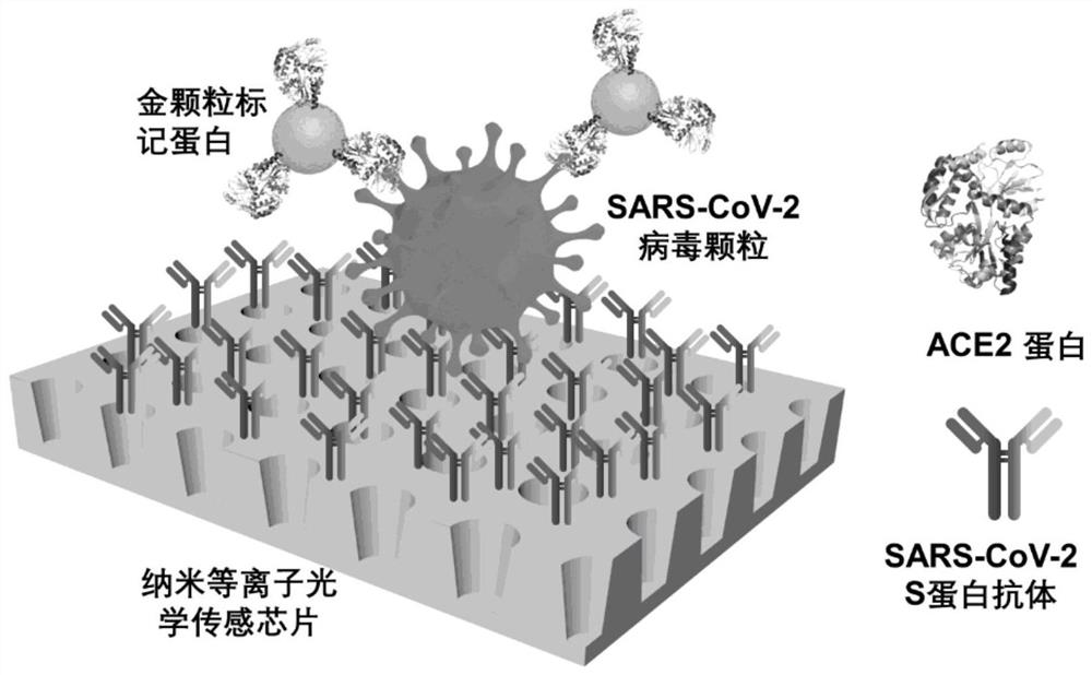 Novel coronavirus particle quantitative detection method based on nano plasma resonance