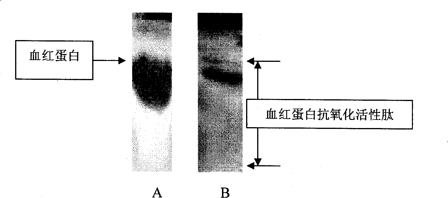 Antioxidation active peptide and preparation thereof