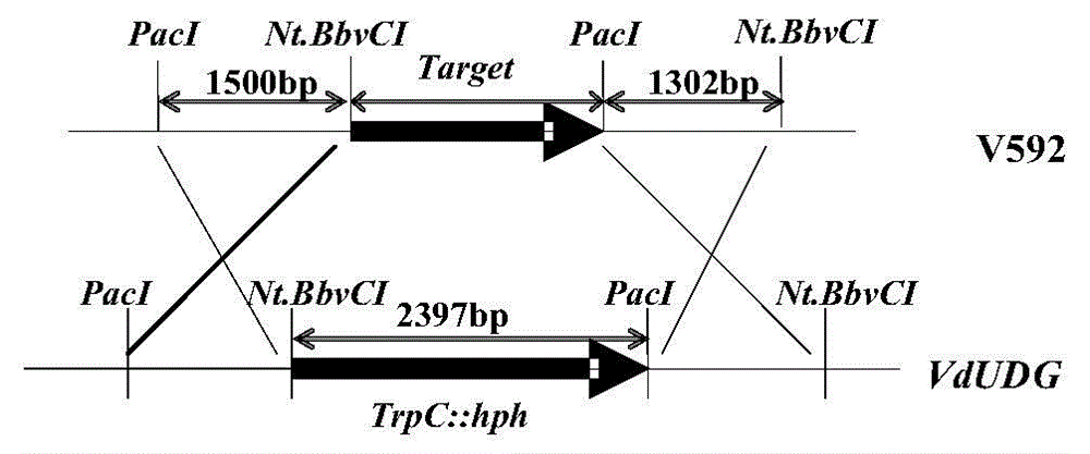 VdUDG gene and application thereof in reducing pathogenicity of verticillium dahliae