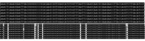 A strain of Bacillus subtilis and its application in the control of eggplant brown spot disease