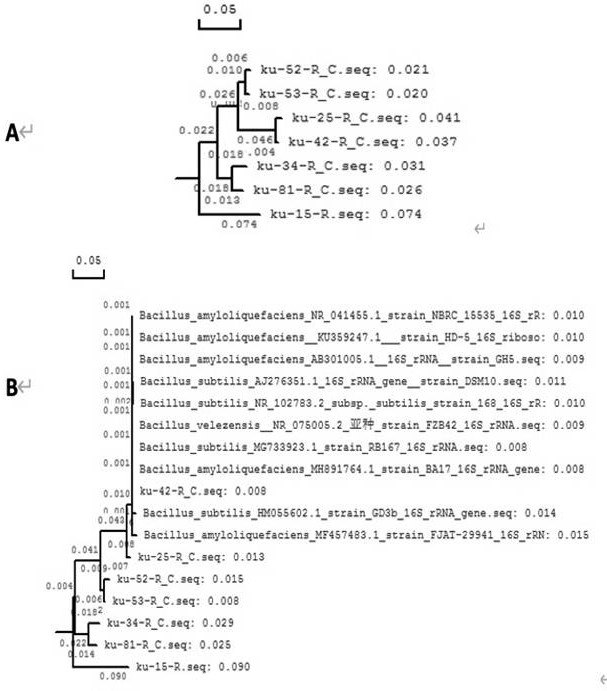 A strain of Bacillus subtilis and its application in the control of eggplant brown spot disease