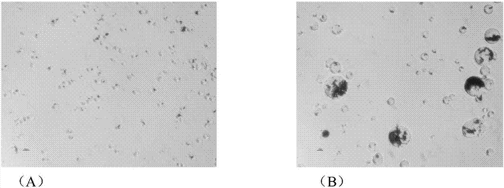 Method for modifying protein by using transpeptidase Sortase A