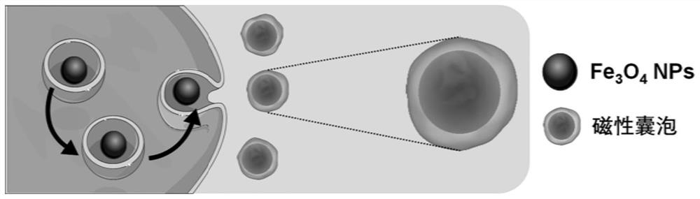 Method for releasing bionic magnetic vesicles based on macrophages and application of bionic magnetic vesicles