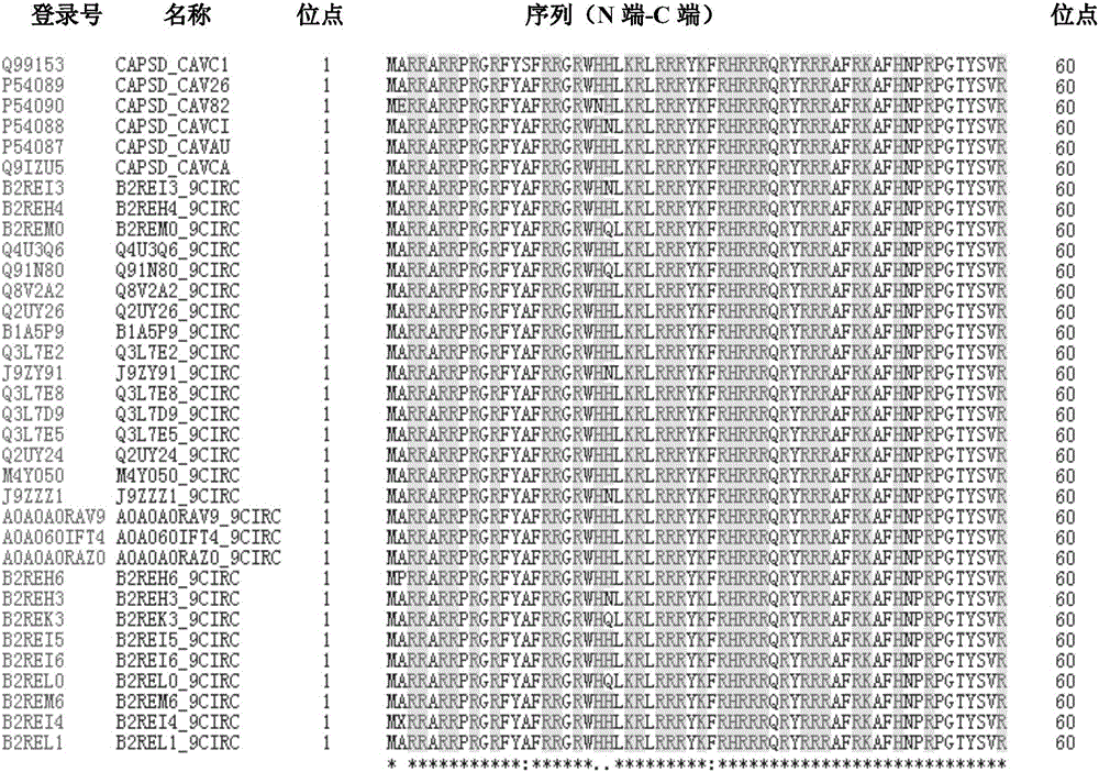 Use of chicken anemia virus (CAV) VP1-aa 1-19 polypeptide as highly efficient cell-penetrating peptide