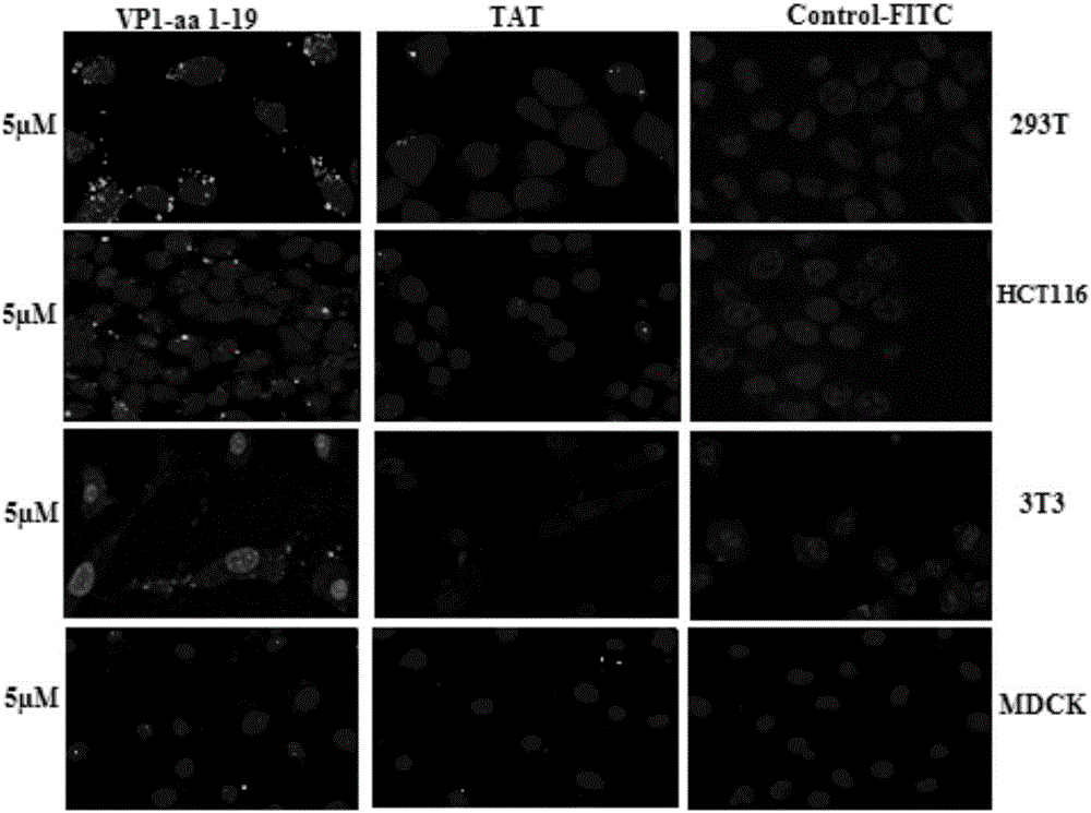 Use of chicken anemia virus (CAV) VP1-aa 1-19 polypeptide as highly efficient cell-penetrating peptide