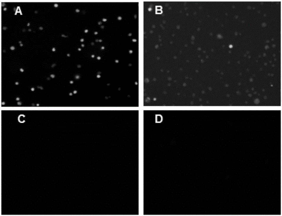 Use of chicken anemia virus (CAV) VP1-aa 1-19 polypeptide as highly efficient cell-penetrating peptide