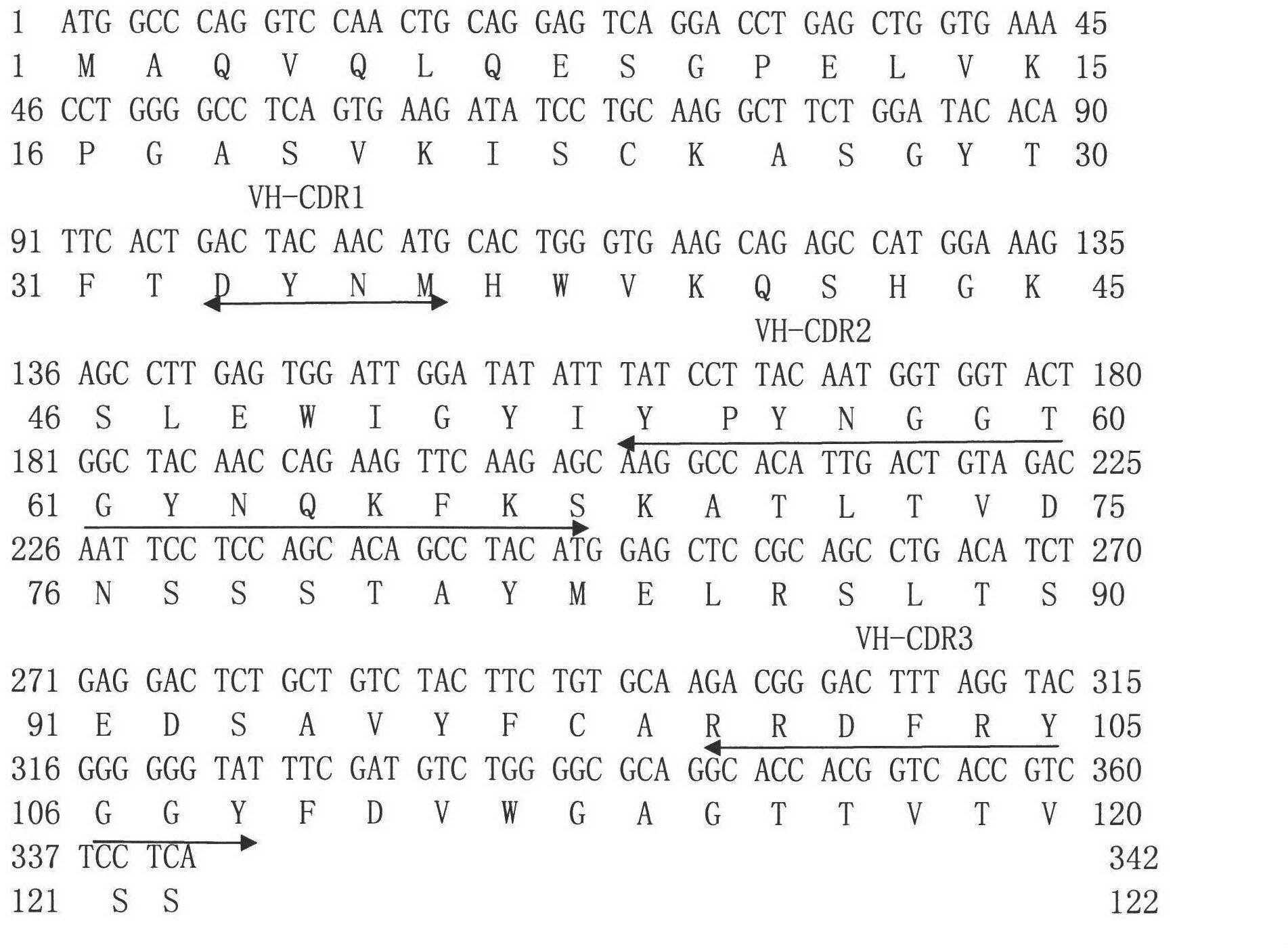 Single-chain antibody for resisting influenza viruses, preparation method for single-chain antibody, application of single-chain antibody