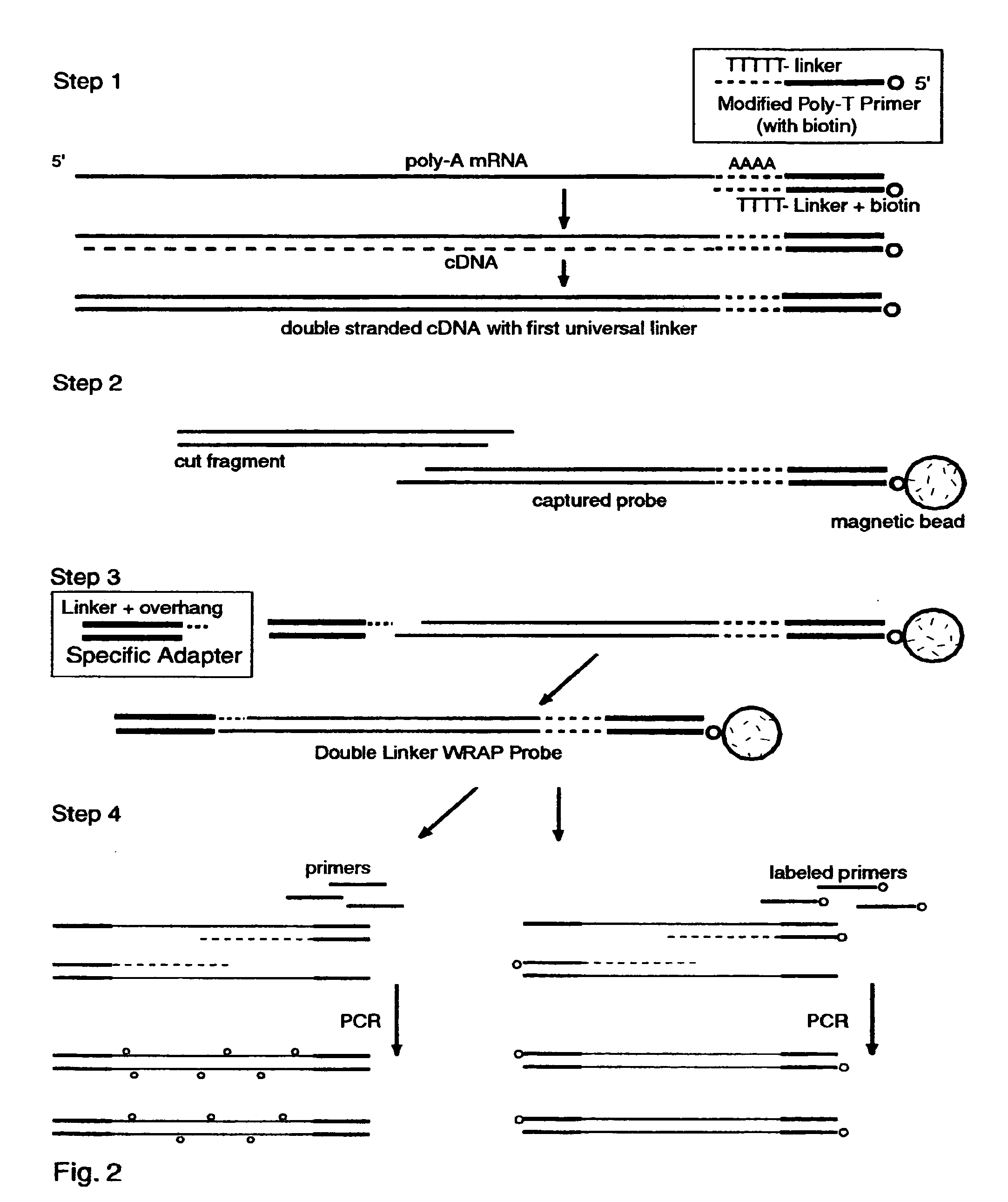 Systems and Methods to Quantify and Amplify Both Signaling and Probes for CDNA Chips and Gene Expression Microarrays