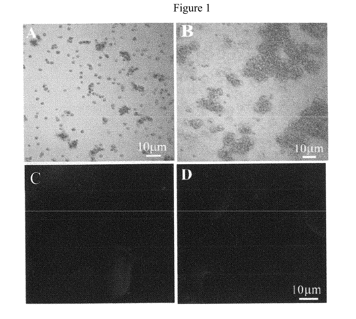 Compositions comprising yeast cells and polyphenols and their use