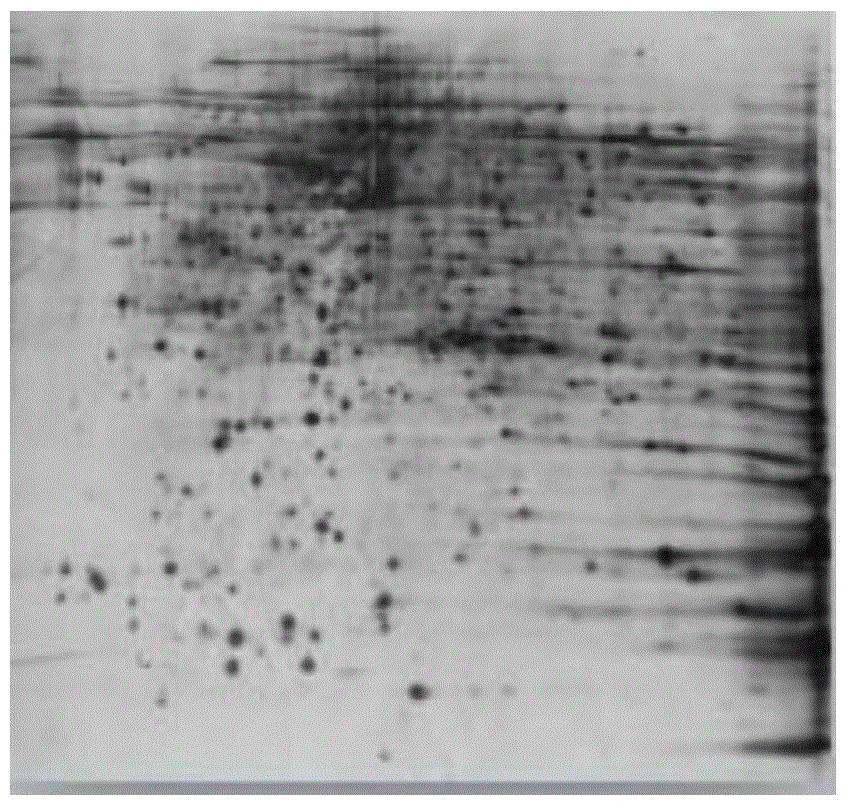 Method for preparing buffalo testis convoluted seminiferous tubule total protein samples and two-dimensional electrophoresis separation method