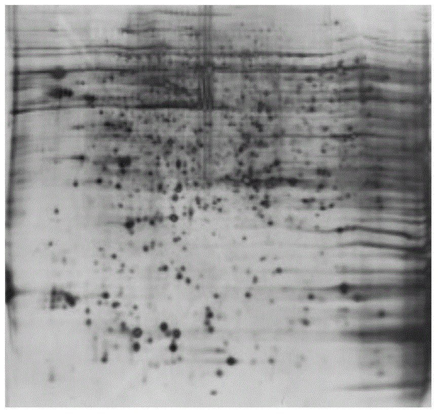 Method for preparing buffalo testis convoluted seminiferous tubule total protein samples and two-dimensional electrophoresis separation method