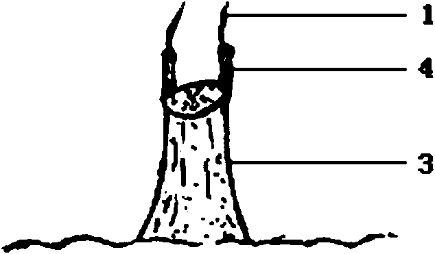 Rejuvenizing method for grafted rootstock