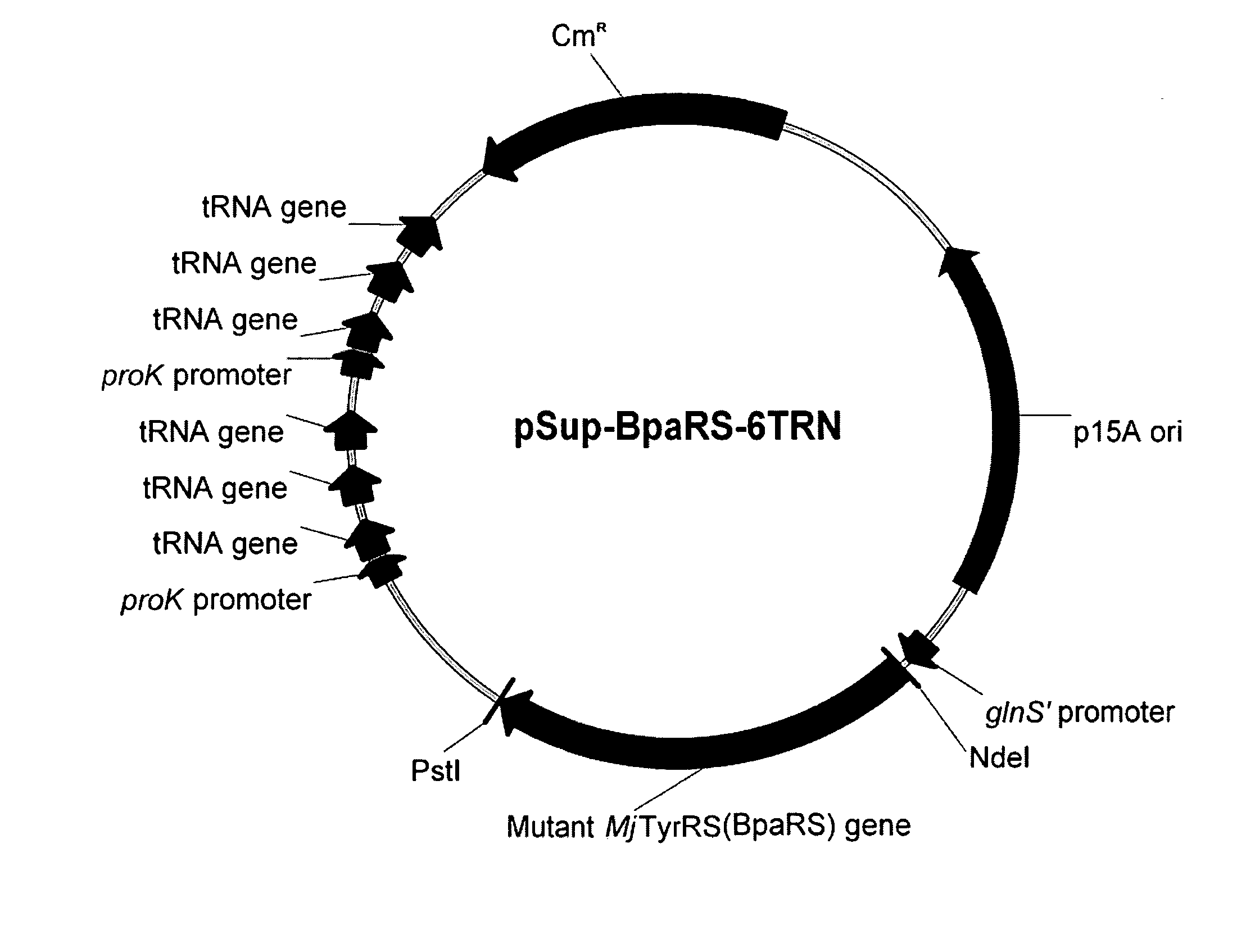 Systems for the expression of orthogonal translation components in eubacterial host cells