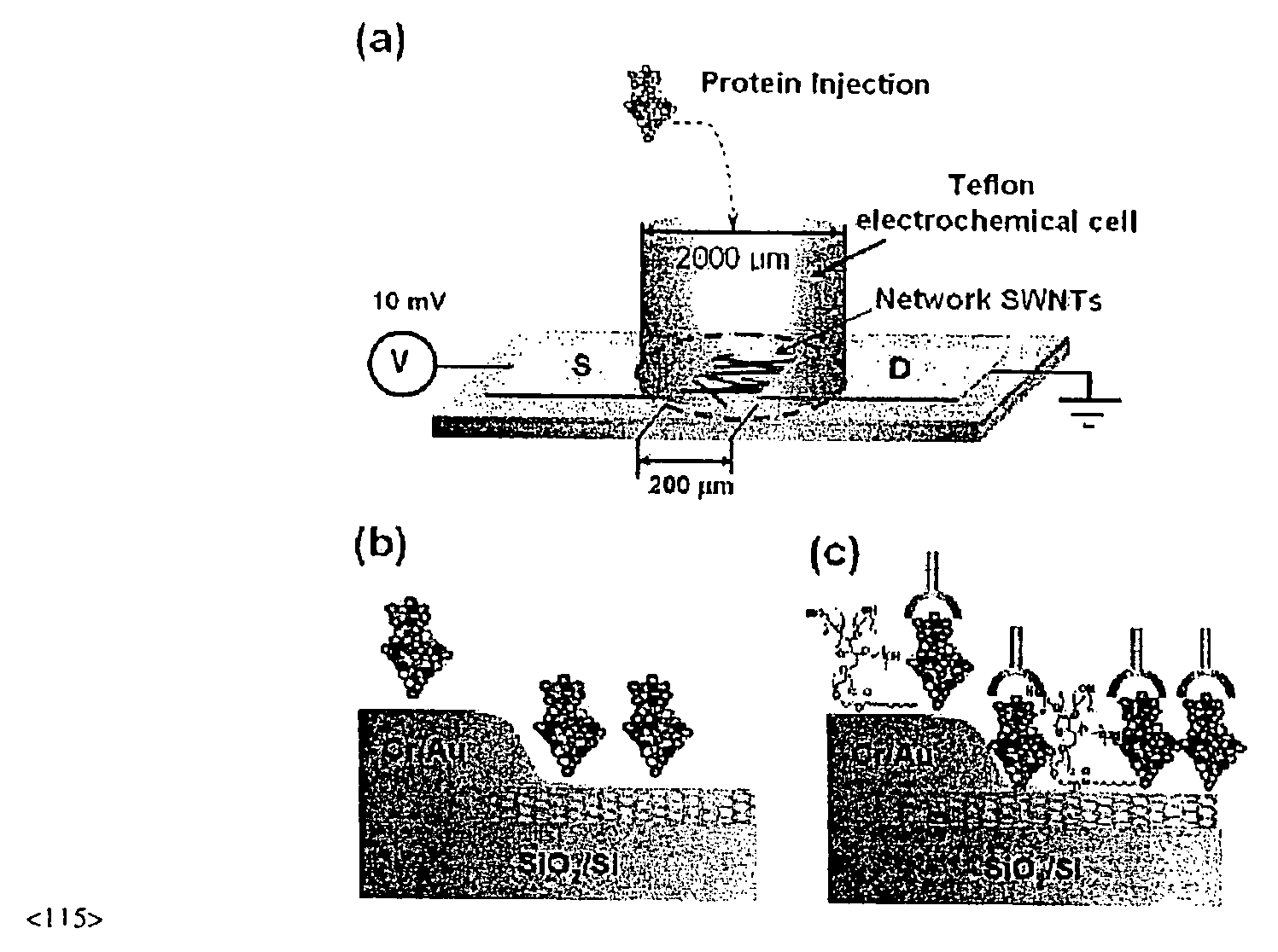 Fet based sensor for detecting biomolecule, method for preparing the same, and method for detecting biomolecule using the fet based sensor