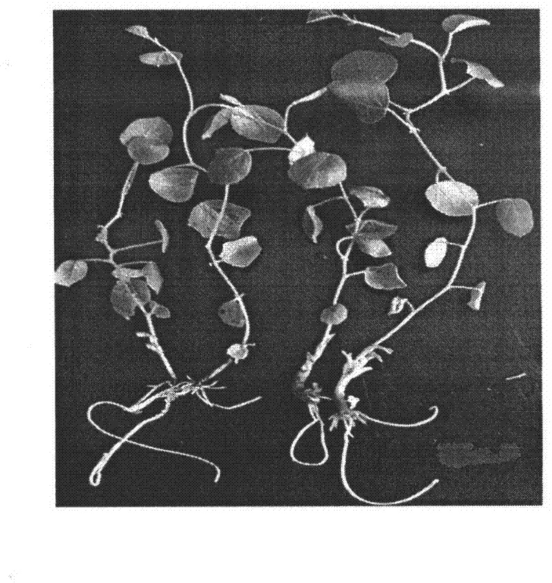 Licorice rapid propagation seedling culture method