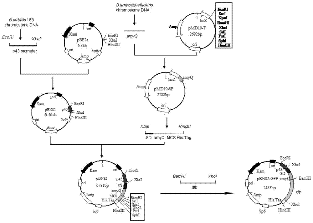 An expression device for the secretory expression of foreign proteins in Bacillus subtilis