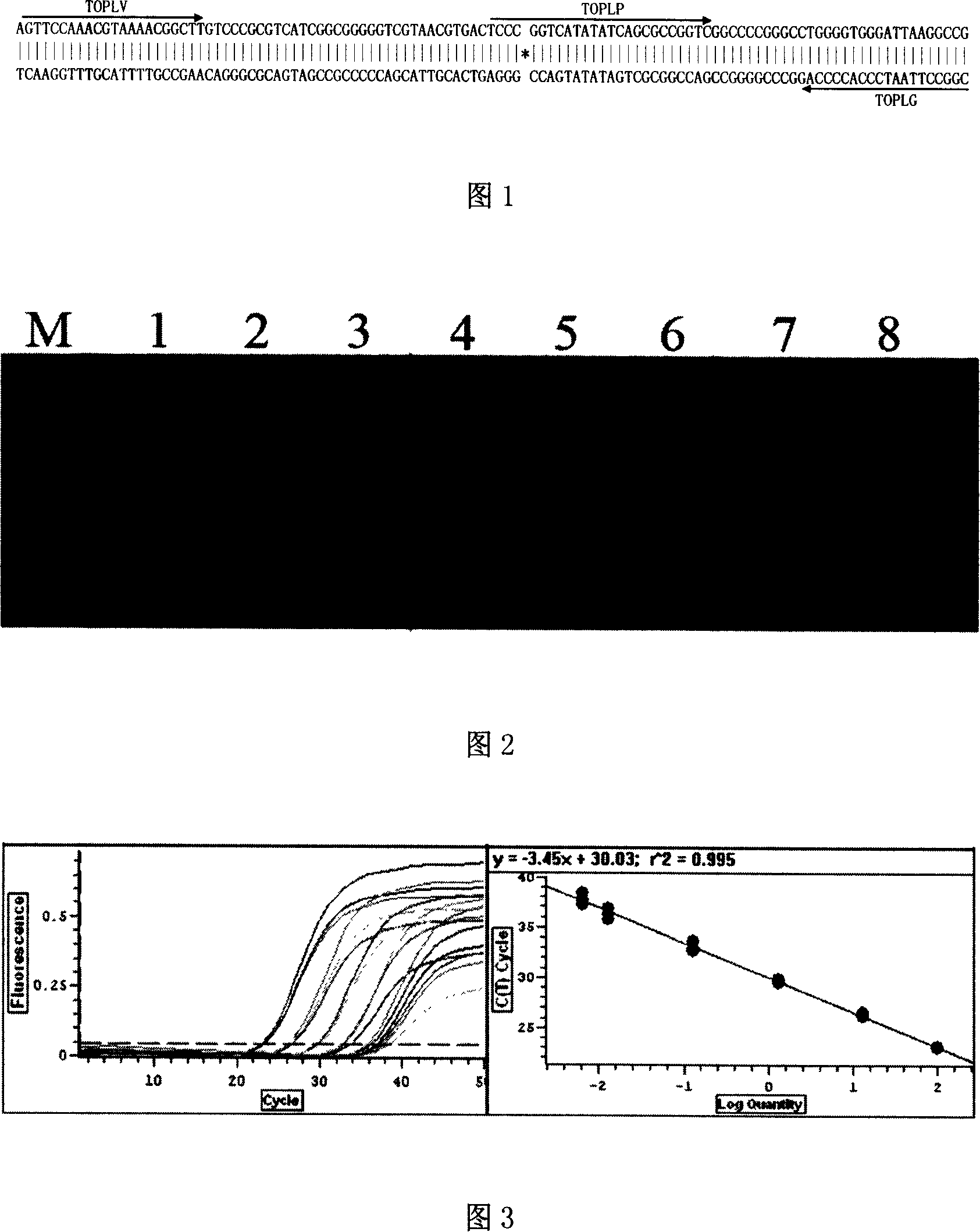 Flanking sequence of exogenous event inserting vector for transgenic rape Topas-19/2 and its application