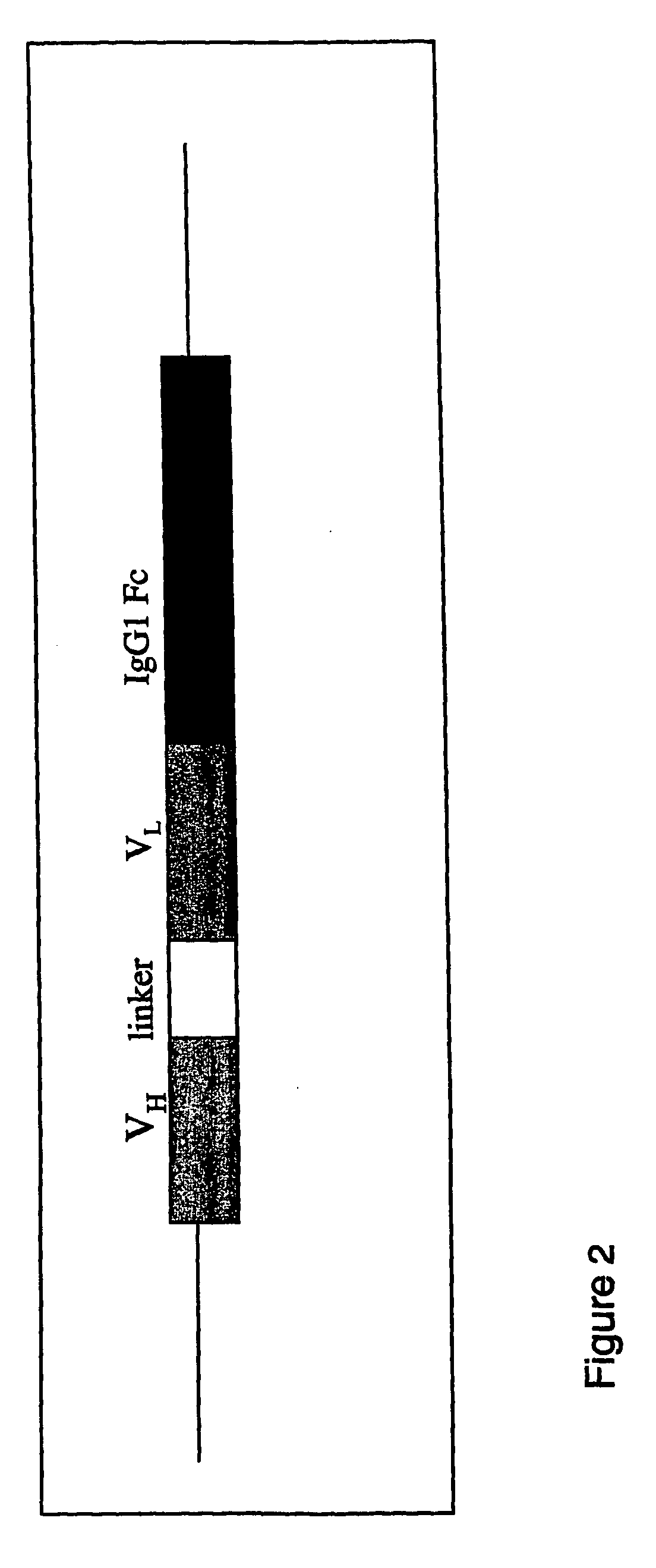 Method for Improved Transgene Expression