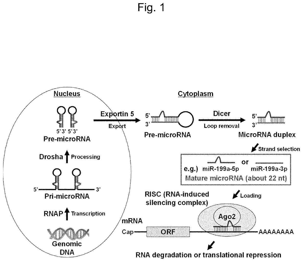 Composition for Inhibiting Replication of Hepatitis B Virus