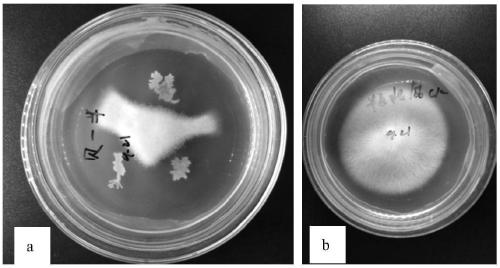 Microbial agent for preventing and treating pinellia ternate root rot as well as preparation method and application thereof