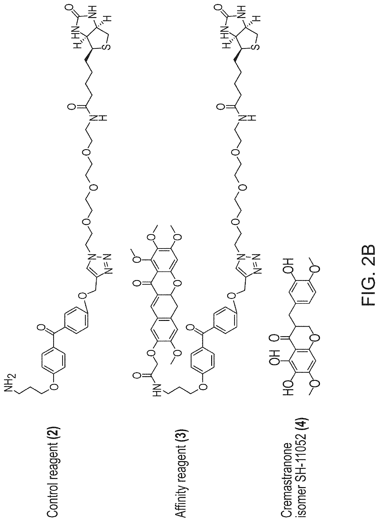 Inhibition of ferrochelatase as an antiangiogenic therapy