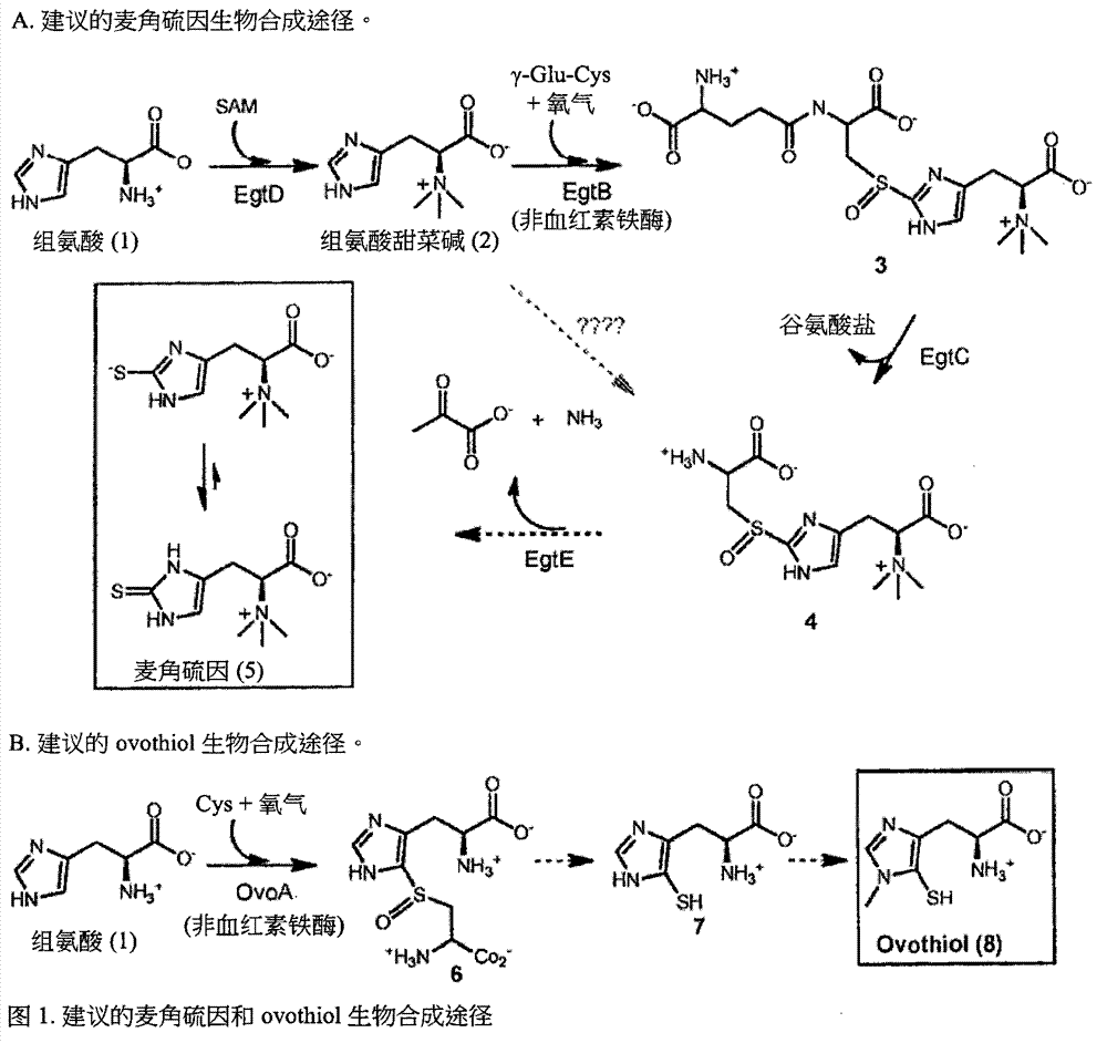 Ergothioneine production through metabolic engineering