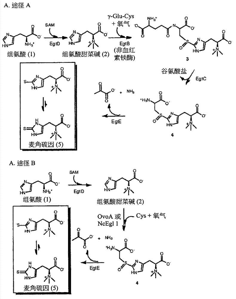 Ergothioneine production through metabolic engineering