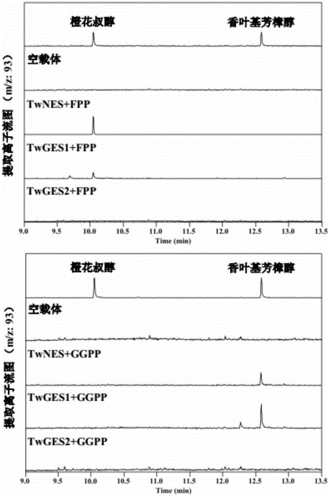 Common threewingnut root sesquiterpene synthase TwNES as well as coding gene and application thereof