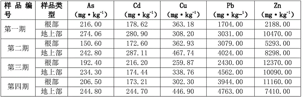 Method for remediating heavy metal contaminated soil through combination of carex nubigena and ciliate desert-grass