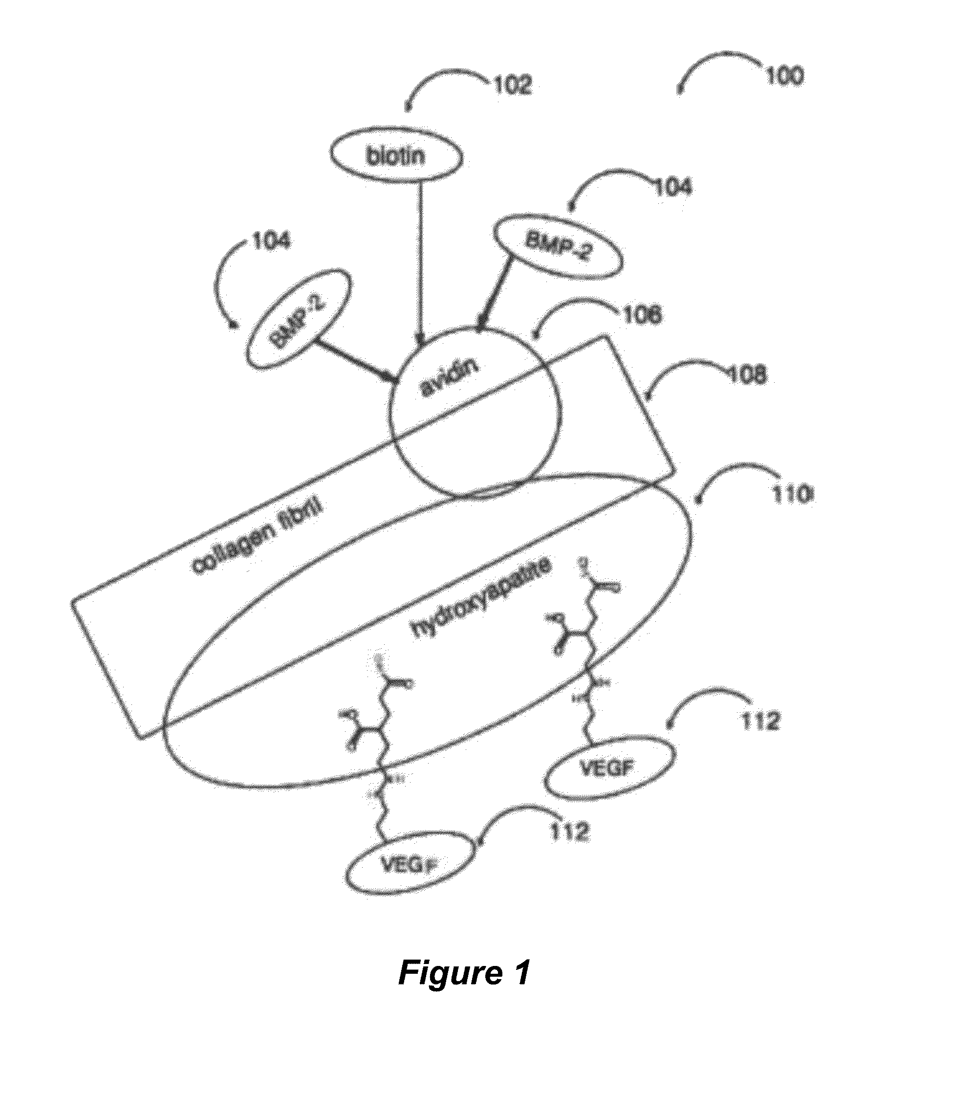 Tissue scaffolds having bone growth factors