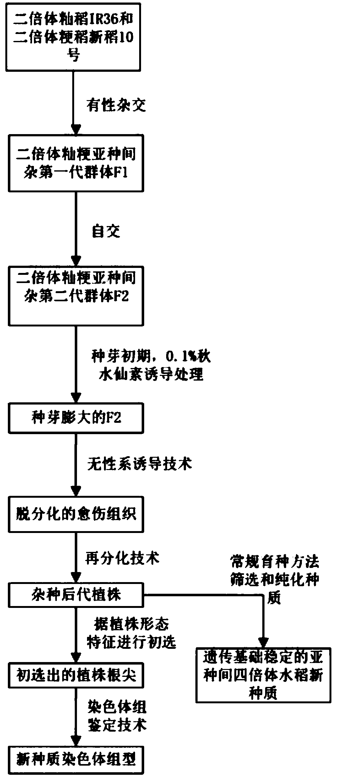 Method for increasing induction frequency of new inter-subspecific tetraploid rice germplasm