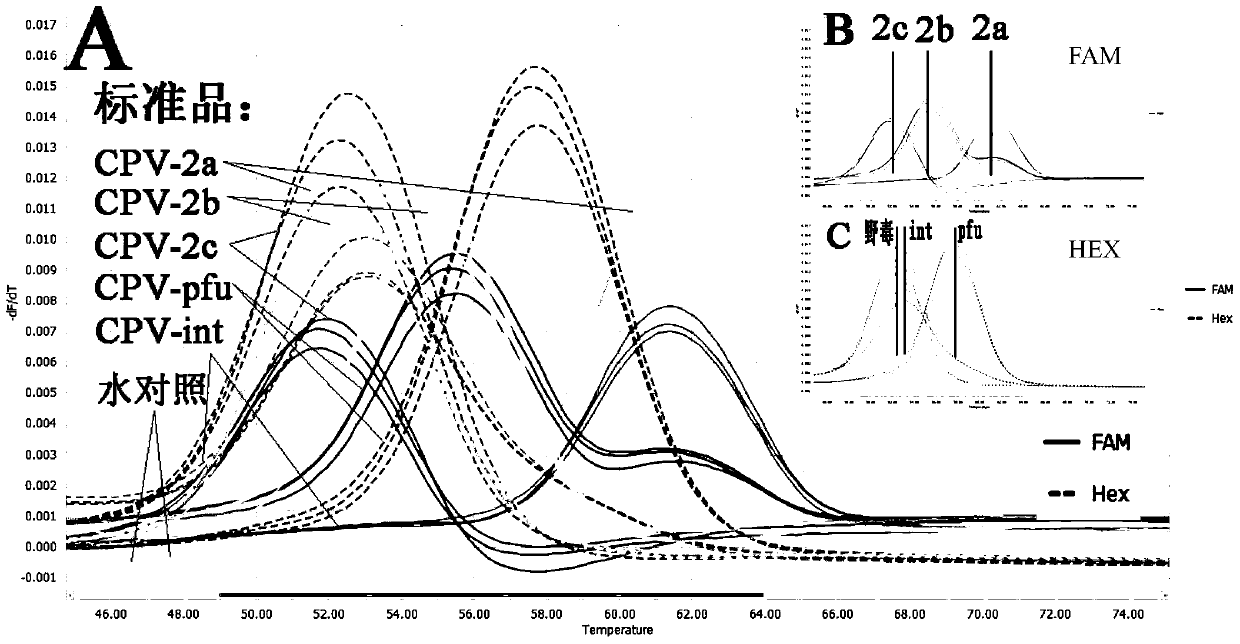 A two-color fluorescent PCR primer, probe and method for rapidly distinguishing canine parvovirus vaccine strains from wild strains