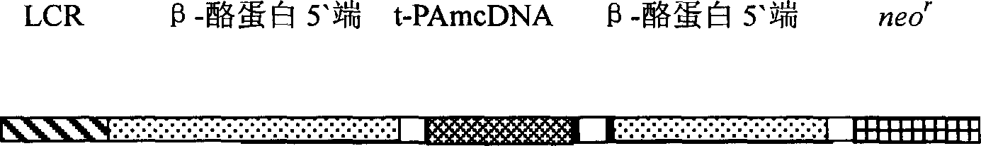 Method for preparing and producing tissue type activator of plasminogen from mutant of transgene goat by nuclear transplantation