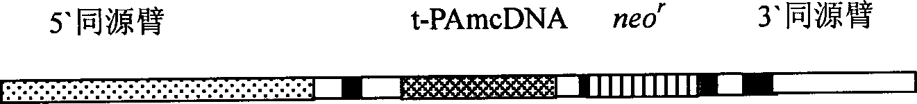 Method for preparing and producing tissue type activator of plasminogen from mutant of transgene goat by nuclear transplantation