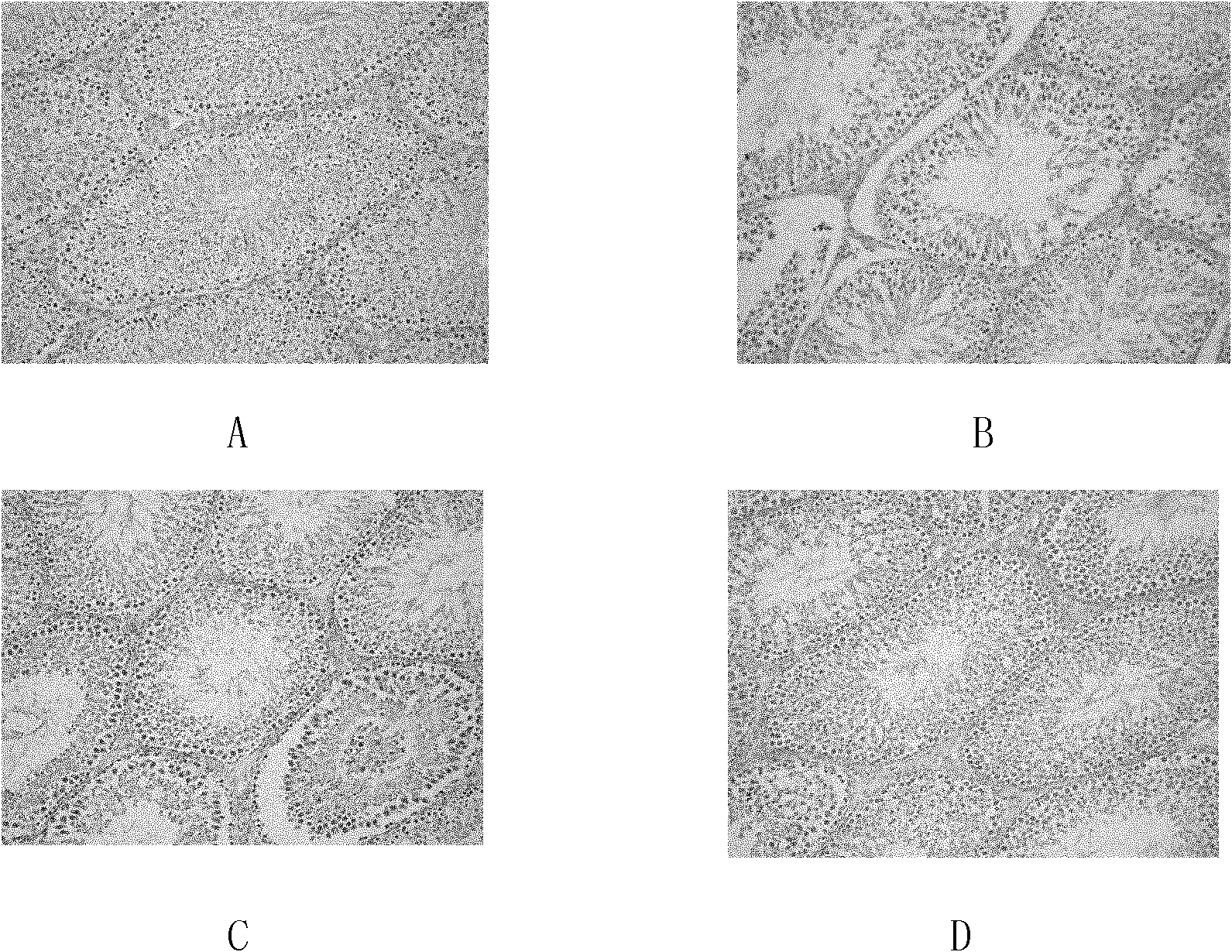 Medicament for preventing and controlling damage of male reproduction by electromagnetic radiation and preparation method thereof